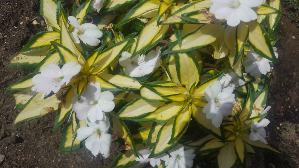 NEWS and EVENTS Cary Memorial Library