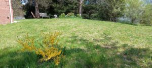forsythia and Lincoln Ladd Chairs