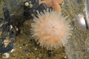 Chewonki Tide Pool