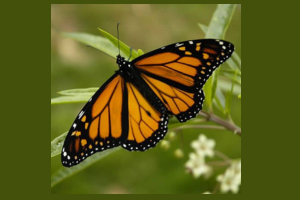butterfly